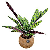 Piardino Arreglo de plantas Kokodama Mix con soporte (Tamaño de maceta: 15 cm) | BAUHAUS