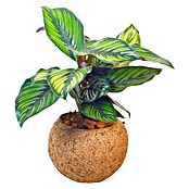 Piardino Arreglo de plantas Kokodama Mix con soporte (Tamaño de maceta: 15 cm) | BAUHAUS