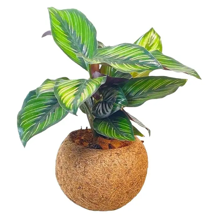 Piardino Pflanzenarrangement Kokodama - Topfgröße: 15 cm - Zimmerpflanze Calathea ornata in einem dekorativen, kugelförmigen Kokosnusstopf, ideal für die stilvolle Innenraumbegrünung.