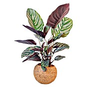 Piardino Arreglo de plantas Kokodama Mix con soporte (Tamaño de maceta: 15 cm) | BAUHAUS