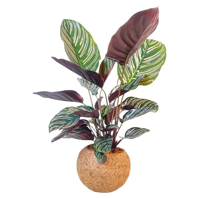 Piardino Pflanzenarrangement Kokodama - Topfgröße: 15 cm - Eine Calathea Ornata Pflanze in einem Kokosnusstopf, mit ihren markanten gestreiften Blättern und purpurfarbenen Unterseiten.
