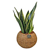 Piardino Bogenhanf (Sansevieria Trifasciata, Topfgröße: 15 cm, Grün-Gelb) | BAUHAUS