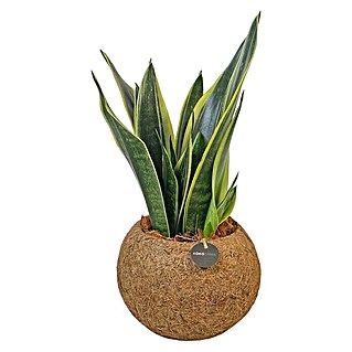 Piardino Bogenhanf (Sansevieria Trifasciata, Topfgröße: 15 cm, Grün-Gelb)