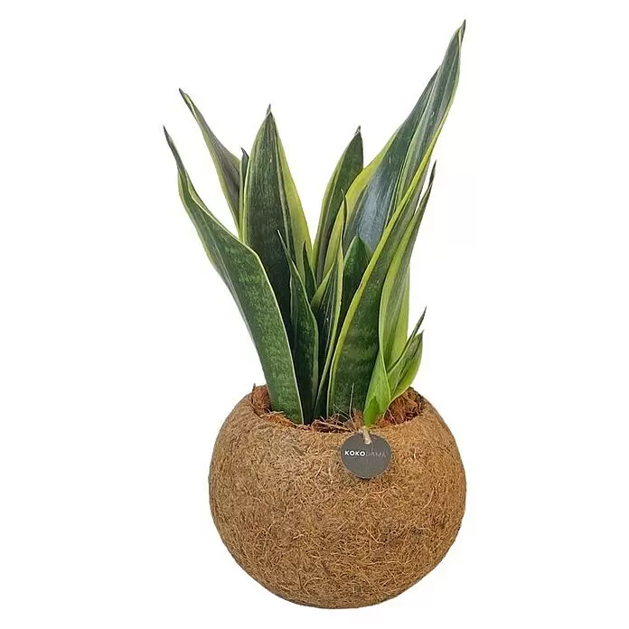 Piardino BogenhanfSansevieria Trifasciata, Topfgröße: 15 cm, Grün-Gelb