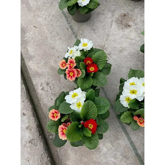 Piardino Primel Trio - Primula acaulis, Topfgröße: 13 cm, 3 Farben - Nahaufnahme von Primelblüten in Töpfen mit Blüten in Weiß, Rot und Orange.