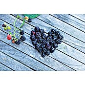 Piardino Brombeere (Rubus fruticosus 'Lucky Berry' ®, Topfgröße: 23 cm, Erntezeit: Juli) | BAUHAUS