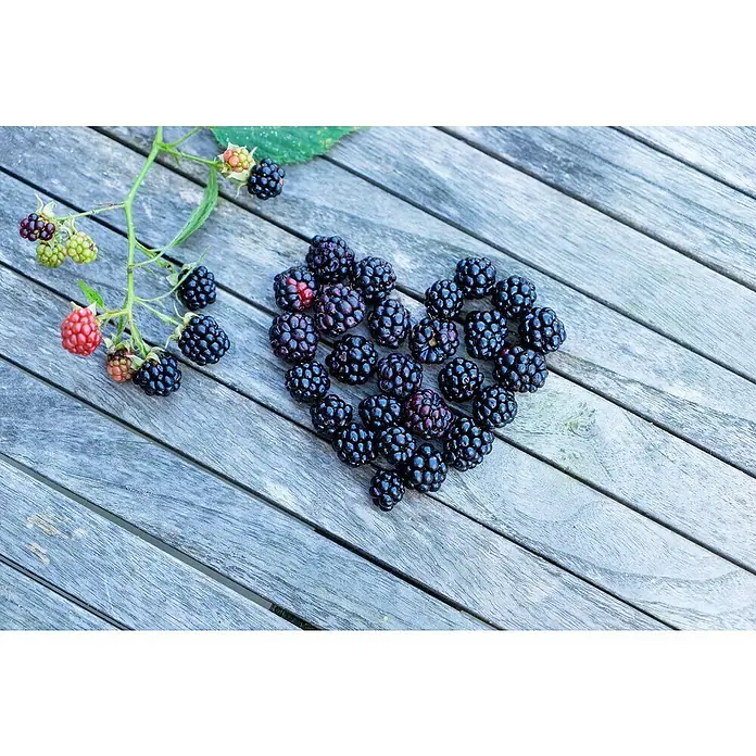 Piardino Brombeere - Rubus fruticosus 'Lucky Berry' ®, Topfgröße: 23 cm, Erntezeit: Juli - Eine herzförmige Anordnung aus Brombeeren, einige am Stiel, auf einem rustikalen Holztisch, die Frische und Natürlichkeit ausstrahlt.