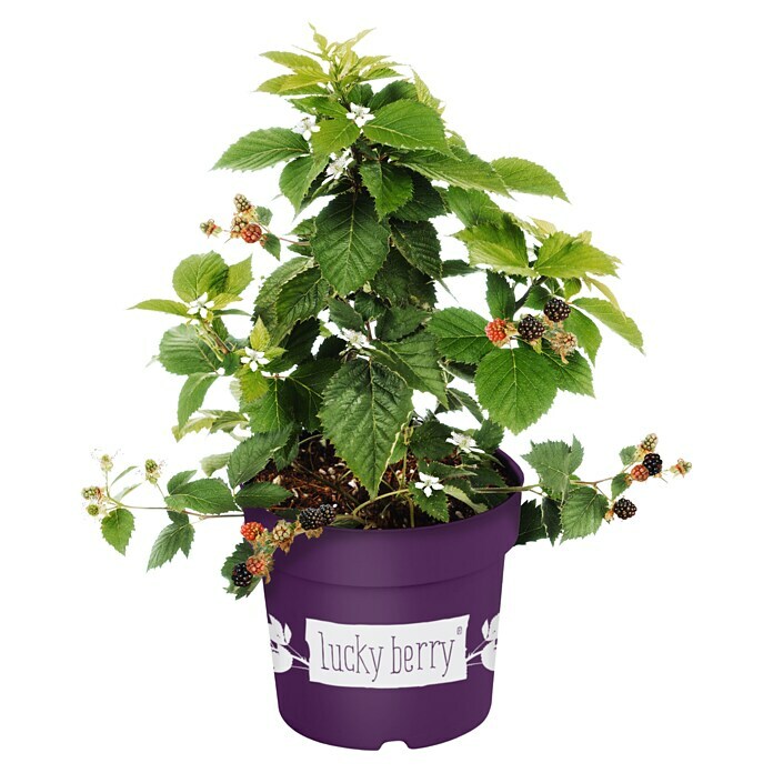 Piardino Brombeere (Rubus fruticosus 'Lucky Berry' ®, Topfgröße: 23 cm, Erntezeit: Juli) | BAUHAUS