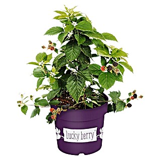 Piardino Brombeere (Rubus fruticosus 'Lucky Berry' ®, Topfgröße: 23 cm, Erntezeit: Juli)