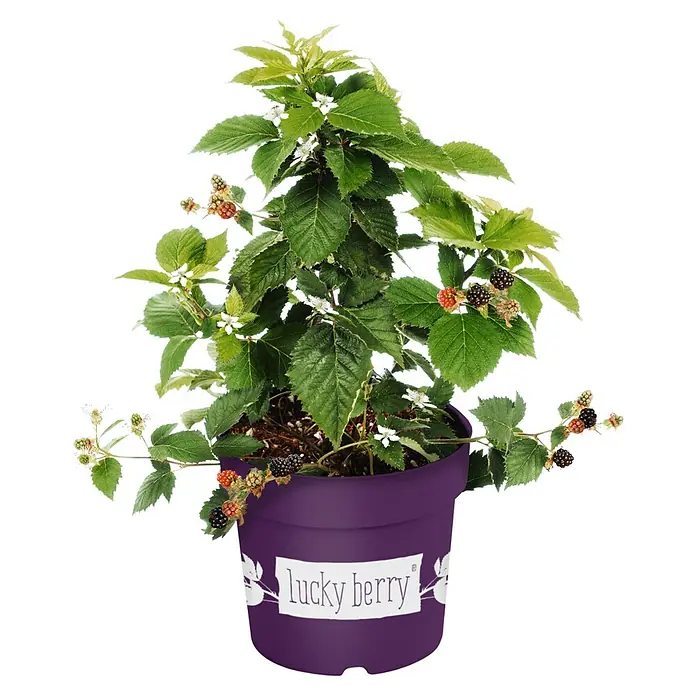 Piardino Brombeere - Rubus fruticosus 'Lucky Berry' ®, Topfgröße: 23 cm, Erntezeit: Juli - Topf mit einem Lucky Berry Brombeerstrauch mit reifen und unreifen Früchten. Ein toller Blickfang für Garten, Balkon oder Terrasse.