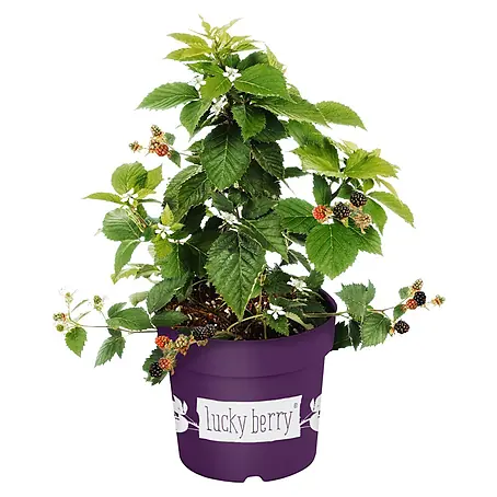 Piardino  Brombeere