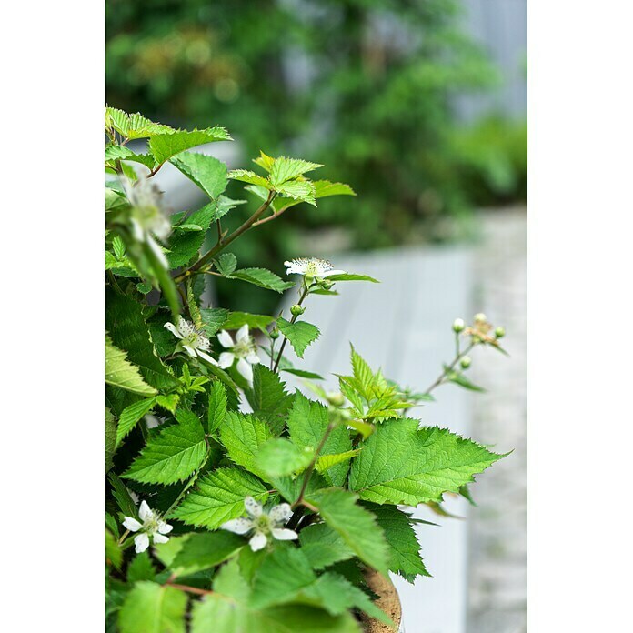 Piardino Brombeere (Rubus fruticosus 'Lucky Berry' ®, Topfgröße: 23 cm, Erntezeit: Juli) | BAUHAUS