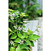 Piardino Brombeere (Rubus fruticosus 'Lucky Berry' ®, Topfgröße: 23 cm, Erntezeit: Juli) | BAUHAUS