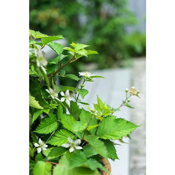 Piardino Brombeere - Rubus fruticosus 'Lucky Berry' ®, Topfgröße: 23 cm, Erntezeit: Juli - Nahaufnahme einer Brombeerpflanze mit grünen Blättern und weißen Blüten, die die natürliche Schönheit der Pflanze hervorhebt.