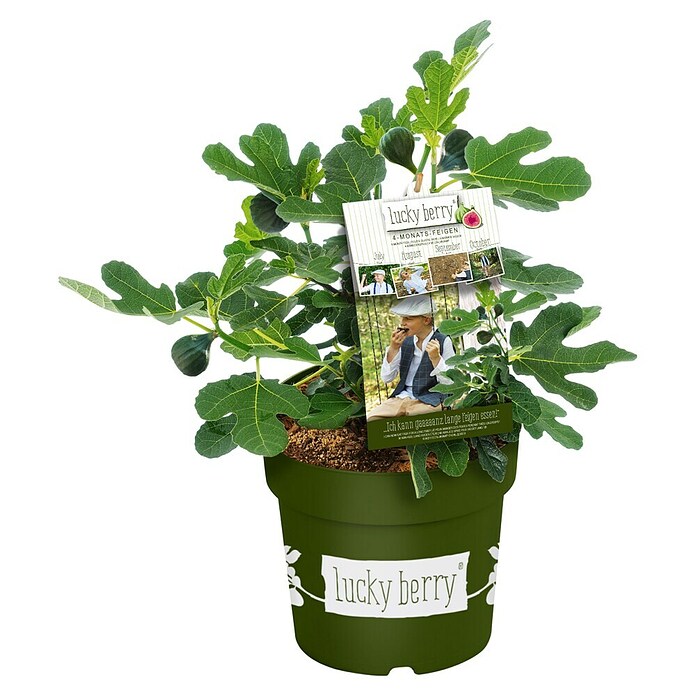 Piardino Feigenbaum (Ficus carica 'Luckyberry', Topfgröße: 23 cm, Erntezeit: Juli) | BAUHAUS