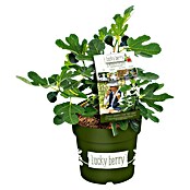 Piardino Feigenbaum (Ficus carica 'Luckyberry', Topfgröße: 23 cm, Erntezeit: Juli) | BAUHAUS