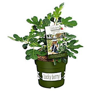 Piardino Feigenbaum (Ficus carica 'Luckyberry', Topfgröße: 23 cm, Erntezeit: Juli)