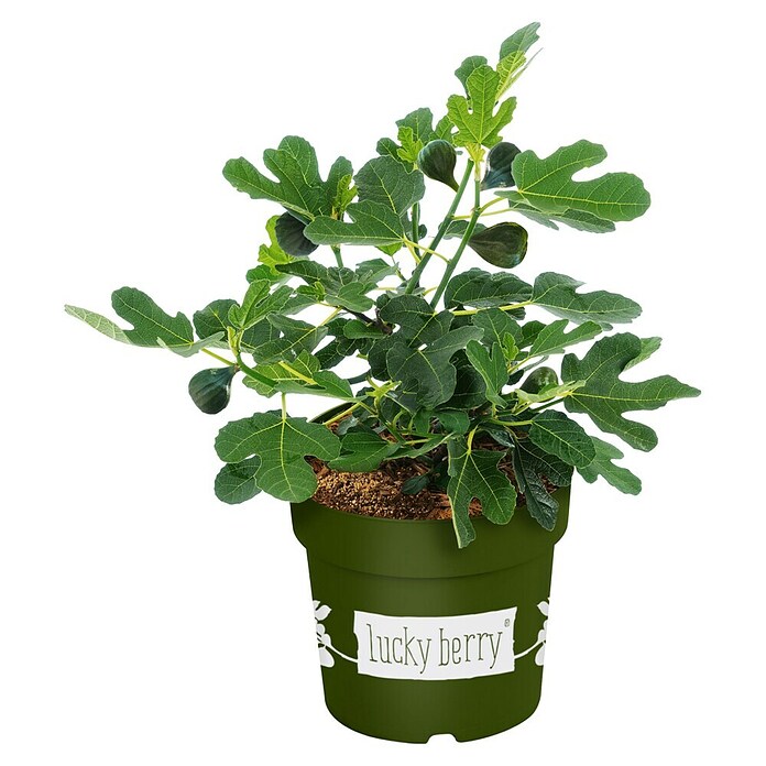 Piardino Feigenbaum (Ficus carica 'Luckyberry', Topfgröße: 23 cm, Erntezeit: Juli) | BAUHAUS
