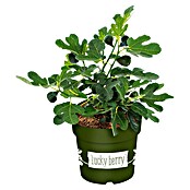 Piardino Feigenbaum (Ficus carica 'Luckyberry', Topfgröße: 23 cm, Erntezeit: Juli) | BAUHAUS