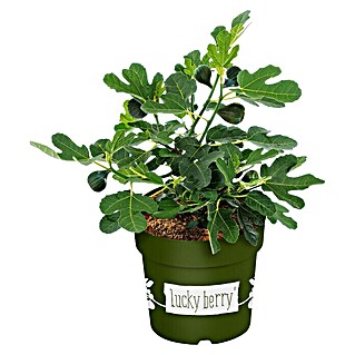 Piardino Feigenbaum (Ficus carica 'Luckyberry', Topfgröße: 23 cm, Erntezeit: Juli)