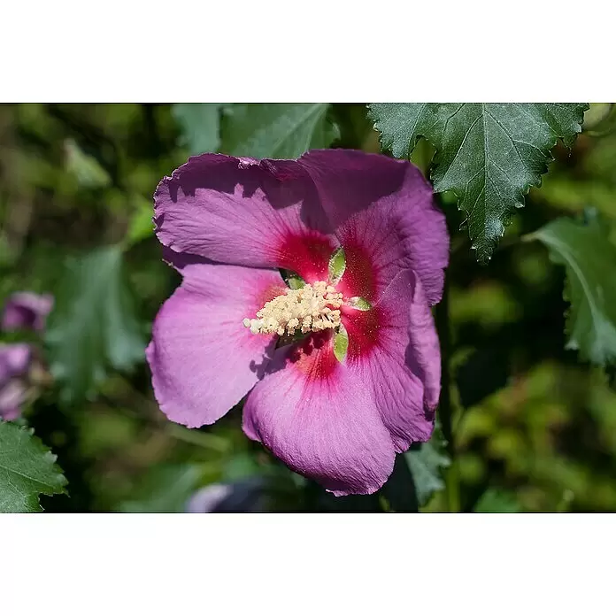 Piardino Garteneibisch - Hibiscus syriacus 'Big Hibiskiss', Topfgröße: 19 cm - Eine leuchtend violette Hibiskusblüte mit tiefroter Mitte und markanten gelben Staubblättern, in voller Blüte.