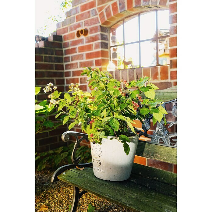 Piardino Brombeere (Rubus fruticosus 'Lucky Berry' ®, Topfgröße: 23 cm, Erntezeit: Juli) | BAUHAUS