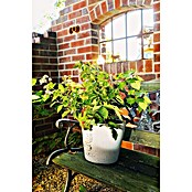 Piardino Brombeere (Rubus fruticosus 'Lucky Berry' ®, Topfgröße: 23 cm, Erntezeit: Juli) | BAUHAUS
