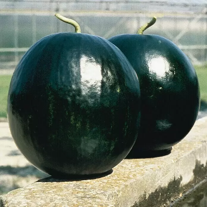 Piardino Wassermelone - Citrullus lanatus Fire Ball, Topfgröße: 12 cm - Zwei dunkelgrüne, runde Wassermelonen mit kurzen Stielen, auf einem Betonvorsprung liegend.