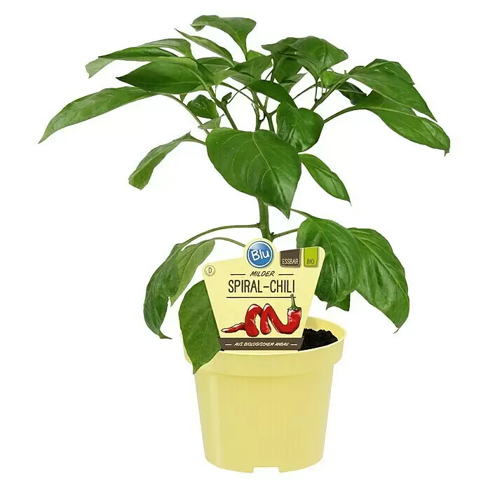 Blu Bio Chili Milder Spiral - Capsicum anuum, 12 cm, Erntezeit: August - Vorderansicht