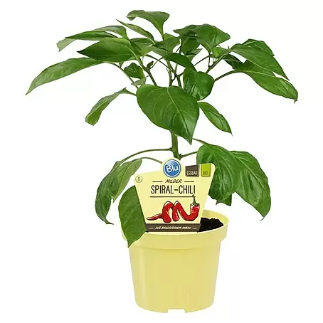 Blu Bio Chili Milder Spiral