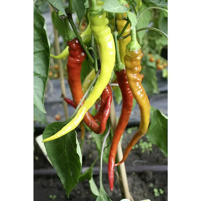 Blu Bio Chili Milder SpiralCapsicum anuum, 12 cm, Erntezeit: August - Eine Nahaufnahme von bunten Spitzpaprika, die an einer Pflanze wachsen, mit einer Mischung aus roten, gelben und orangefarbenen Schoten.
