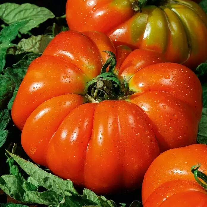 Piardino Tomate Delizia - Lycopersicon esculentum, 12 cm, Erntezeit: Juli