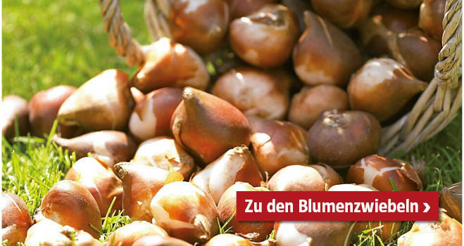 Blumenzwiebeln
