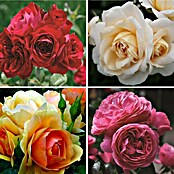 Rosa Edel- Beet 3 Mix, Lizenz