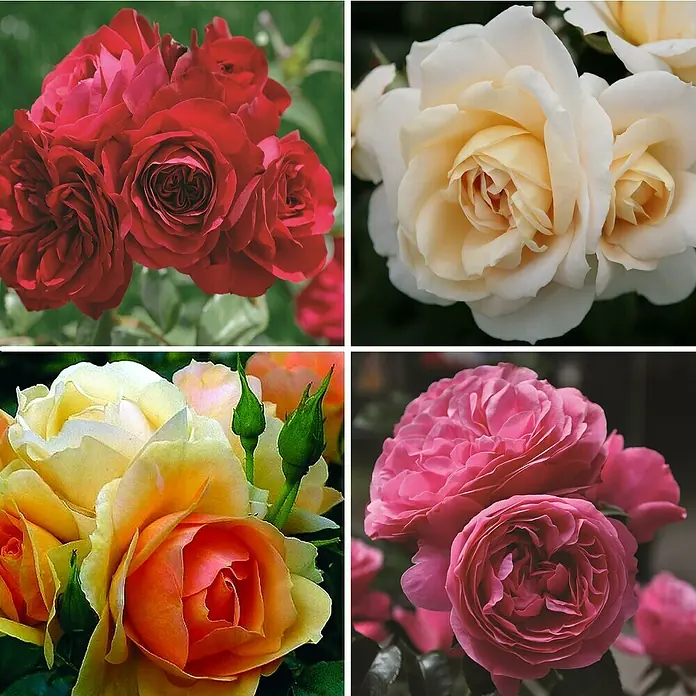 Piardino EdelroseRosa Hybride in Sorten, Gelb, Rosa - Nahaufnahme von roten, cremefarbenen, orangefarbenen und rosa Rosenblüten, die die Schönheit und Vielfalt verschiedener Rosenarten zeigen.