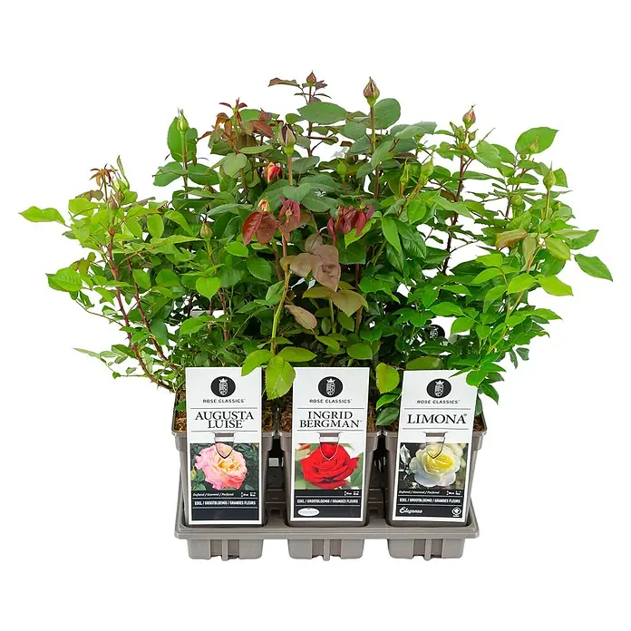 Piardino Edelrose - Standort: Sonnig - Das Foto zeigt drei 'Rose Classics' Rosen in Töpfen: 'Augusta Luise', 'Ingrid Bergman' und 'Limona'.