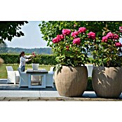 Rosa Duft 3 Mix Lizenz