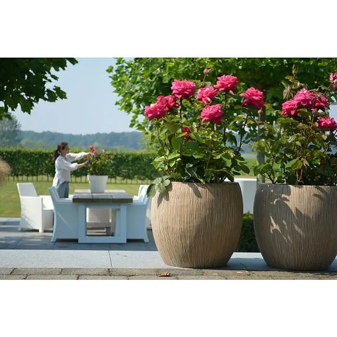 Piardino EdelroseRosa Hybride Parfum de Nature, Rosa, Rot, Gelb - Nahaufnahme von zwei großen Pflanzgefäßen mit üppigen rosa Rosen, die eine malerische Gartenszene ergänzen.