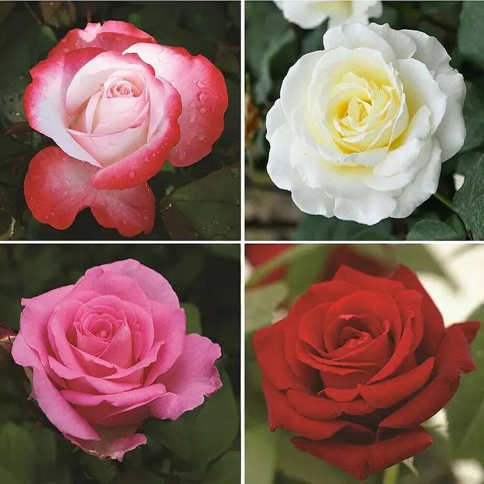 Piardino Edelrose - Sonnig, Leicht duftend - Nahaufnahme verschiedener Rosenblüten in Rot, Weiß und Rosa, die die Schönheit und Vielfalt der Rosensorten zeigen.