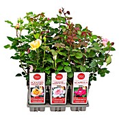 Rosa Duft 3 Mix Lizenz