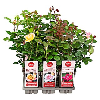 Piardino Edelrose (Rosa Hybride Parfum de Nature, Rosa, Rot, Gelb)
