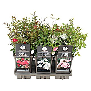 Piardino Bodendeckerrose (Rosa Hybride in Sorten, Topfvolumen: 5 l)