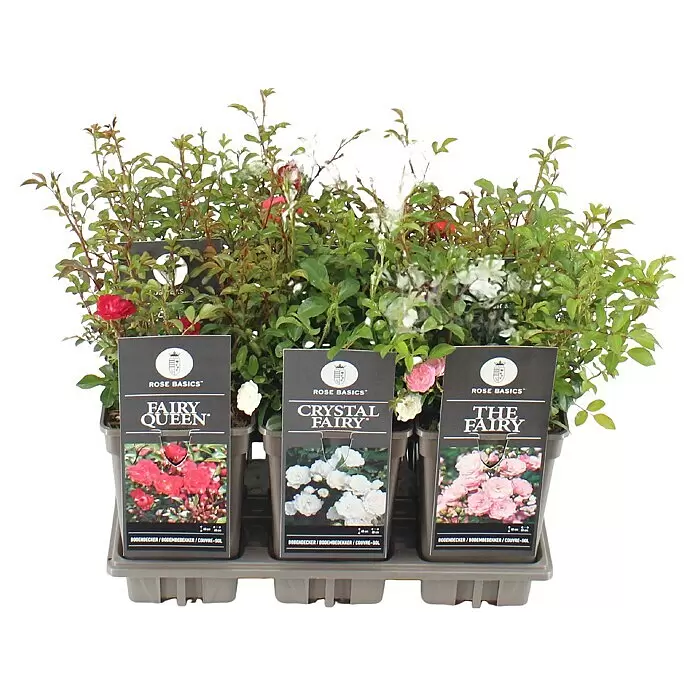 Piardino BodendeckerroseRosa Hybride in Sorten, Topfvolumen: 5 l