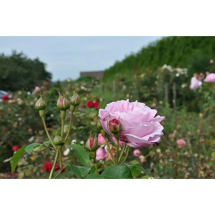 Piardino BodendeckerroseRosa Hybride in Sorten, Topfvolumen: 5 l - Nahaufnahme einer zarten, rosa Rose mit geschlossenen Knospen in einem üppigen Rosengarten, der die Schönheit und Ruhe der Natur einfängt.