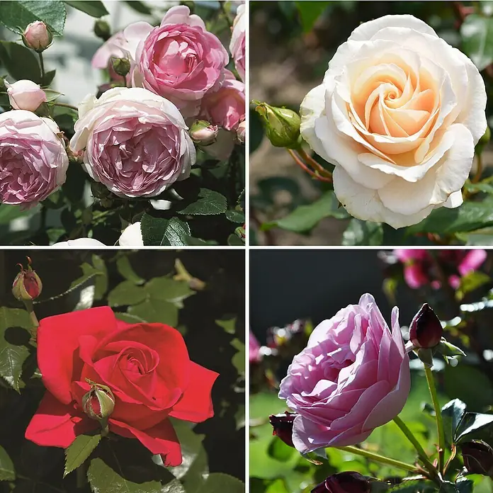 Piardino Edelrose - Sonnig, Leicht duftend - Nahaufnahme von vier verschiedenen Rosenblüten in Rosa, Weiß und Rot, die die Vielfalt und Schönheit der Rosen hervorheben.