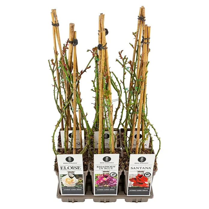 Piardino Edelrose - Sonnig, Leicht duftend - Drei Kletterrosen der Rose Classics im Topf, darunter die Sorten Eloise, Rhapsody in Blue und Santana. Ideal für Gartenliebhaber.
