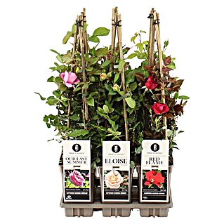 Piardino Edelrose (Rose Hybride in Sorten, Rosa, Rot, Gelb)