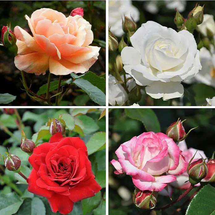 Piardino BodendeckerroseRosa Hybride in Sorten, Topfvolumen: 5 l - Verschiedene Rosenblüten in Pfirsich-, Weiß-, Rot- und Rosatönen, die ihre Schönheit und Eleganz präsentieren.