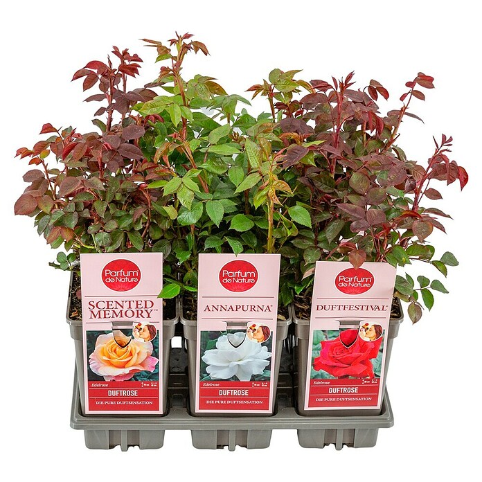 Rosa Duft 3 Mix Lizenz