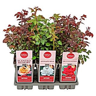 Piardino Edelrose (Rosa Hybride Parfum de Nature, Rosa, Rot, Gelb)